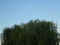 DSC02011