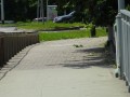 DSC00955