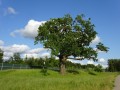 DSC00967
